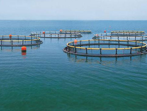 羅茨91麻豆国产精品增氧機在水產養殖中的運用